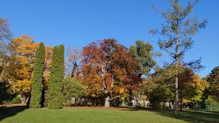 Roter Baum Rundgang und Erholung im Park Herbst Spaziergang in der Natur in Wien Vienna Austria [upl. by Delila]