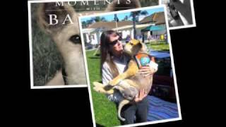 Moments with Baxter  Tribute To The Worlds Best Therapy Dog [upl. by Eidderf777]