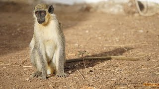 10 Wild Animals in Senegal [upl. by Anniahs]