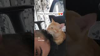 Special Moment😻🐈  Simba ne ki papa ki saaf safia❤️ [upl. by Agle]