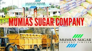 GREAT NEWS ‼️AS MUMIAS SUGAR COMPANY FINALLY BEGINS OPERATION‼️👏👏👏 [upl. by Ume71]