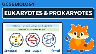 Eukaryotes and Prokaryotes  GCSE Biology [upl. by Strohbehn]