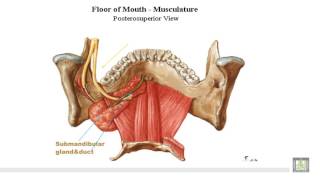 Anatomy 2  U1  L102  Glands in the submandibular region [upl. by Erny]