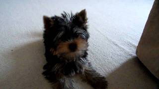 Yorkshire Terrier Puppy Barking at Camera [upl. by Carol]