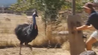 The Most DANGEROUS Bird in the WORLD cassowary Casuarius Cassowary [upl. by Flagler]