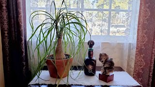 Learn How To Grow and Care For Ponytail Palm [upl. by Lamb]