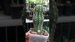 Echinopsis Subdenudata Hybrid grow pup cactus cactaceae echinopsis [upl. by Nugent19]