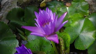 Lotus flower awakening [upl. by Aivul]