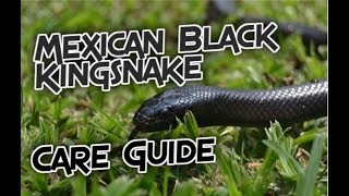 A Complete Mexican Black Kingsnake Care Guide [upl. by Orgel]