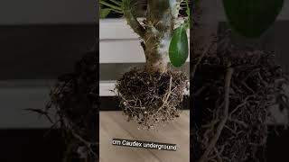 How The Roots Of Caudex Plants Look Like  Pachypodium Saundersii plants caudex potting [upl. by Greenwell413]