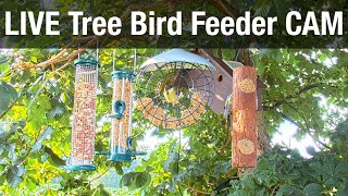 LIVE Tree Bird Feeder Cam  High Quality 3D Sound  Recke Germany [upl. by Anim930]