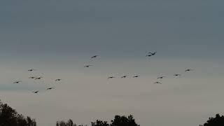 curlews flying landing on the meadow Brachvögel fliegen und landen auf der Wiese [upl. by Ihcego]