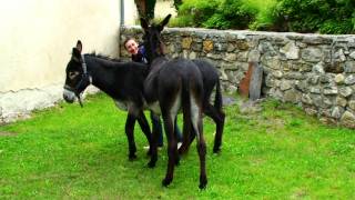 LA COMPAGNIE DES ÂNES  Lescun  Béarn  Vallée dAspe  Tv Izard Esprit des Pyrénées [upl. by Adabel]