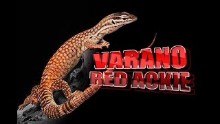 Varano Red Ackie El monitor perfecto para principiantes [upl. by Aneeroc]