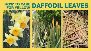 How to Care for Yellow Daffodil Leaves After Flowering [upl. by Adigirb]