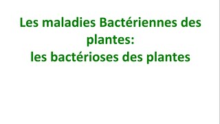 Phytopathologie Partie 14  Les maladie bactériennes des plantes [upl. by Ioyal]