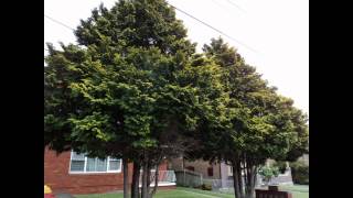 Plant ID Golden Hinoki Cypress Chamaecyparis obtusa Crippsii [upl. by Naihtniroc]