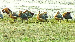 Calls and Landing of lesser whistling teal Duck or Dendrocygna javanica [upl. by Nnaes]