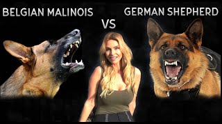 BELGIAN MALINOIS VS GERMAN SHEPHERD DOG  WHO IS KING [upl. by Shue601]