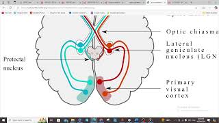 NEUROOPHTHALMOLOGY III  VISUAL PATHWAYS [upl. by Ellehcsar]