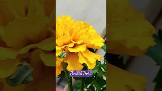 Tagetes erecta Flower🌼  indoor plants  houseplants  nature trending plants shorts ytshorts [upl. by Larrisa]