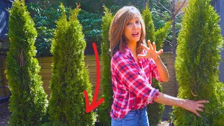 How To Plant Arborvitaes  Secrets To Grow FAST [upl. by Eldorado]