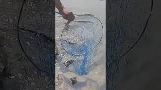 Pench Dam fishing  3kg Rohu by Foul Hookteen mundi [upl. by Odravde]