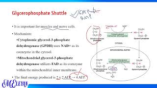 Oxidation of extra mitochondrial NADH H [upl. by Paderna]