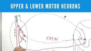 Upper and Lower Motor Neuron Lesions [upl. by Allit23]