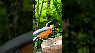 Feeding the birds from your garden darling waterbird wildlife waterbirds waterfowl [upl. by Dream]