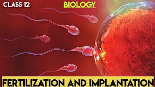 Fertilization and Implantation  Human Reproduction Class 12 Biology Chapter 2  biology video [upl. by Shermy]