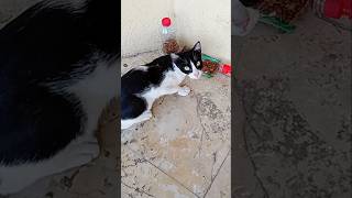 DIY Automatic Cat Food Dispenser from plastic bottlePet Feeder shorts viralvideo youtubeshorts [upl. by Elazaro]