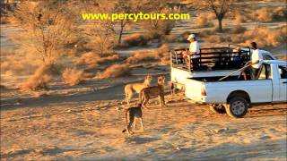 Cheetahs running at a Safari park with Percy Tours Hermanus [upl. by Kaehpos]