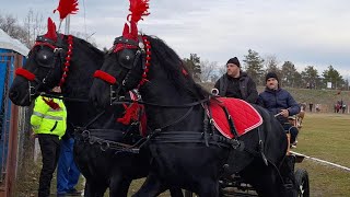 BOBOTEAZA 2024 LA FETESTI JUDETUL IALOMITA  DEFILARE CAI SI ATELAJE  FULL VIDEO [upl. by Photina]