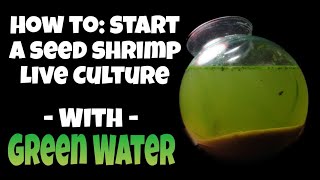 how to Start a Green Water Ostracod Culture  Seed Shrimp as Pets  Jar Aquarium Setup amp Discussion [upl. by Eked]