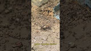 Ants hunting katydids Fantastic Beasts Are Here Animal World Animal World Highlights Ants Kaydid [upl. by Amalberga722]