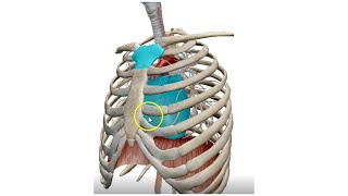 The Mediastinum 3D  Dr Ahmed Farid [upl. by Nadia210]