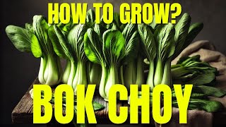 How to Grow Bok Choy Master These Simple Tips [upl. by Pallaten]