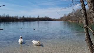 Tchaikovsky Swan Lake Schwanensee  Whistling Classical Song [upl. by Nahtannoj]