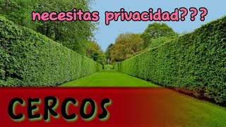 Plantas para CERCOS VIVOS de rápido crecimiento [upl. by Akimert592]