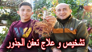 تشخيص و علاج تعفن جذور النباتات [upl. by Iilek]