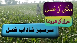 Best spray for maize crop growth promotion and fall armyworm controlBest insecticide in pakistan [upl. by Amaryl394]