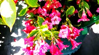 Best Garden Shrubs Weigela French Lace [upl. by Thanh703]