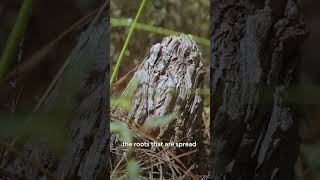 What Is a Cypress Tree fgcu [upl. by Nils]