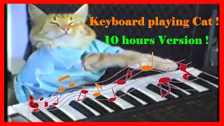 Keyboard Cat  10 hours  10 Stunden Keyboard spielende Katze [upl. by Gaul517]