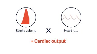 The Arterial Blood Pressure Pressure Curve Mean Arterial Pressure and Pulse Contour Analysis [upl. by Aihseyt]