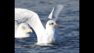 Mediterranean gull on Leixlip reservoir Co Kildare [upl. by Holland]