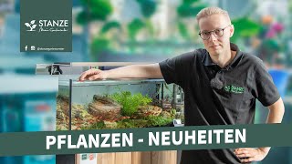 7 Wasserpflanzen Neuheiten für dein Aquarium [upl. by Cirdek]