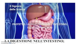 La Digestione  parte 2 Intestino il fegato e il pancreas [upl. by Cartwell]