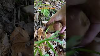 Boletus ReticulatusJuly 2024 asmr asmrmushrooms fungi boletus porchini mushroomhunting [upl. by Werdnael]